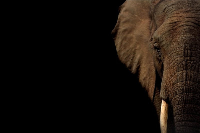 Elephants in Africa